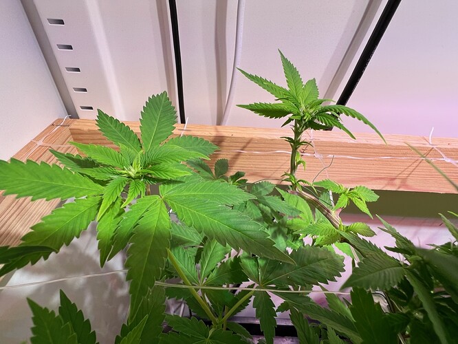 Growreport Bild 9