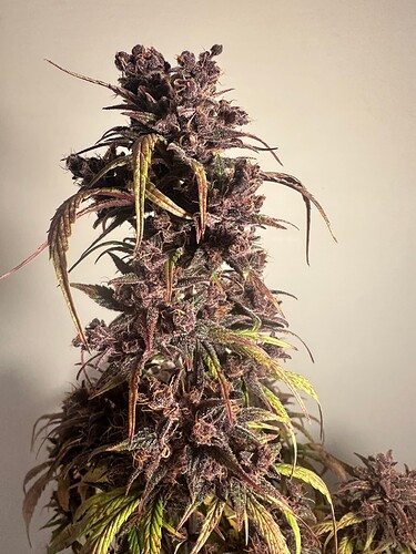 Growreport Bild 5