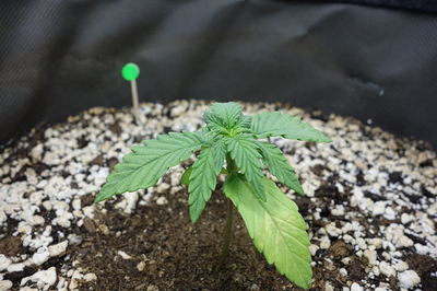 Ein junger Cannabis-Sämling mit mehreren Blattpaaren und einem grünen Markierungsstift im Substrat.