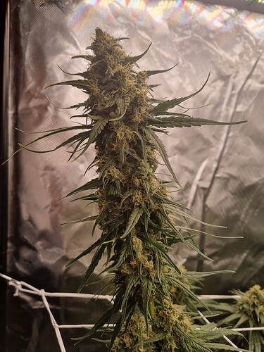 Growreport Bild 25