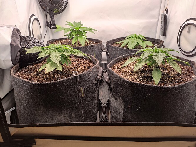 Growreport Bild 27