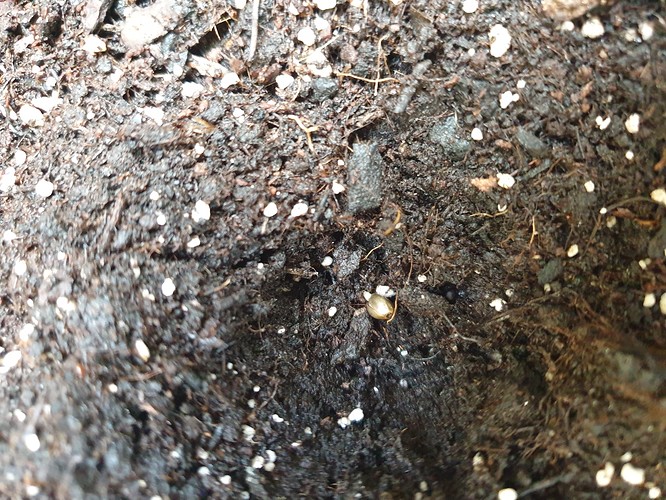 Growreport Bild 4