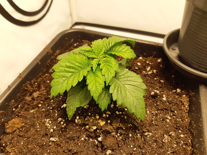 Growreport Bild 8