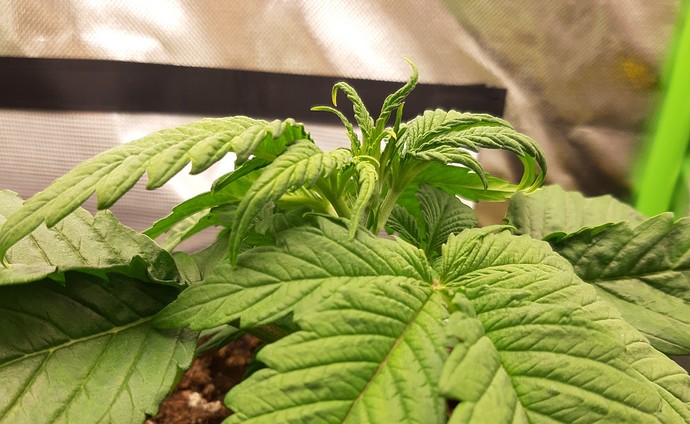 Growreport Bild 6