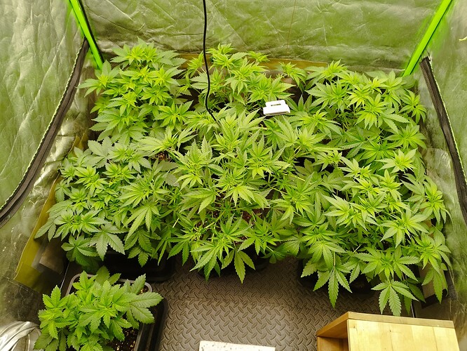 Growreport Bild 11