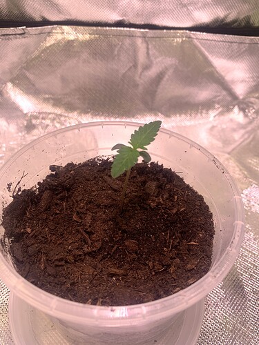 Growreport Bild 6
