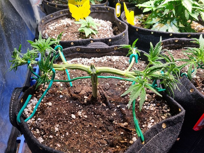 Growreport Bild 1