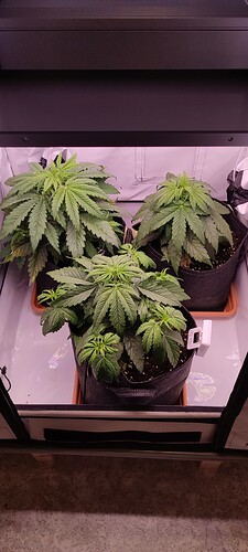 Growreport Bild 4
