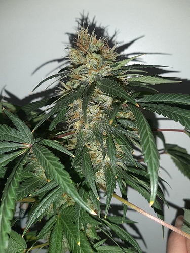Growreport Bild 6