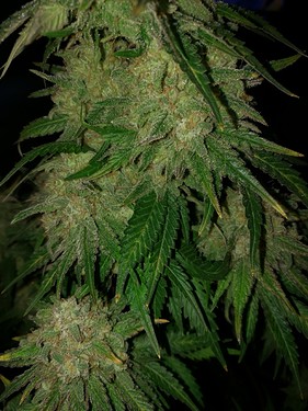Growreport Bild 45