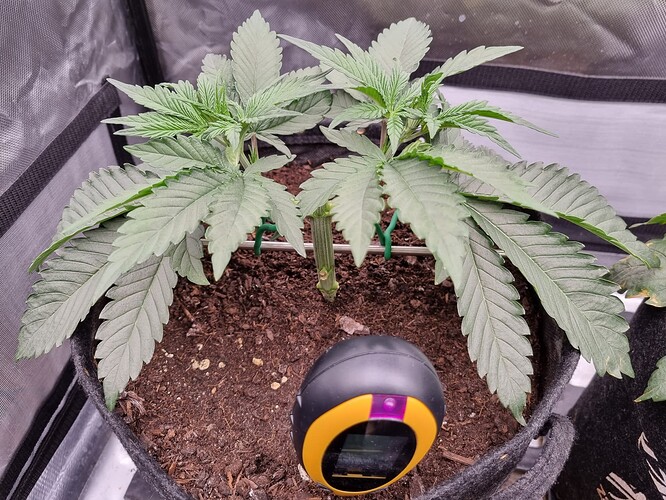 Growreport Bild 32