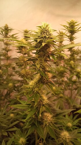 Growreport Bild 28