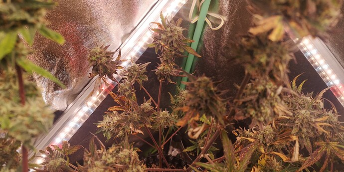 Growreport Bild 28