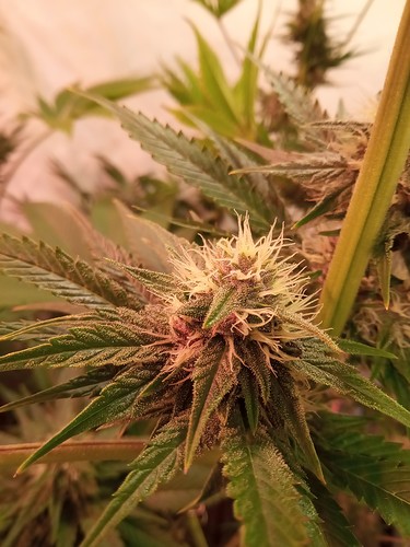 Growreport Bild 54