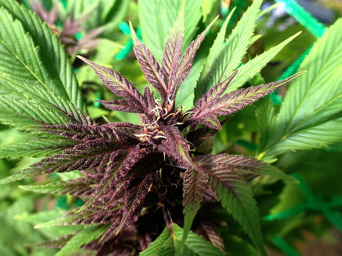 Growreport Bild 7