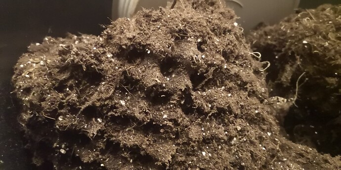 Growreport Bild 4