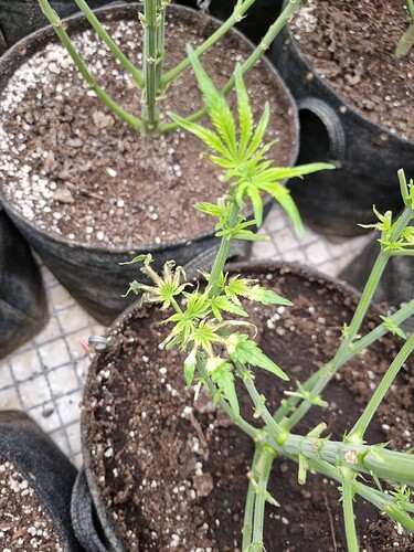 Growreport Bild 24