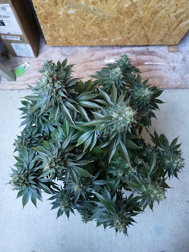 Growreport Bild 2