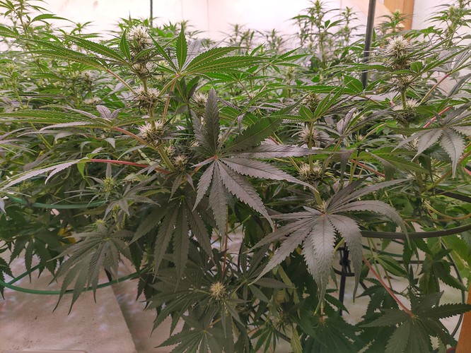Growreport Bild 2
