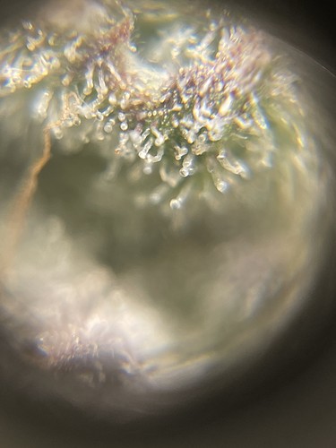 Growreport Bild 35