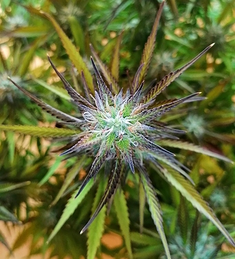 Growreport Bild 7