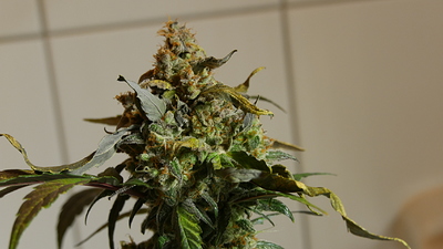Growreport Bild 17
