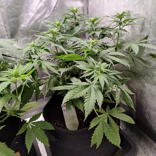 Growreport Bild 12