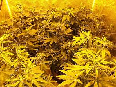 Growreport Bild 14