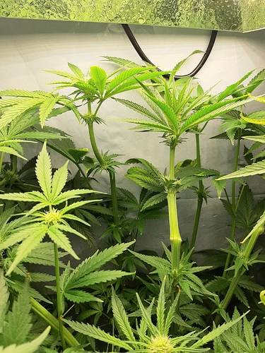 Growreport Bild 5