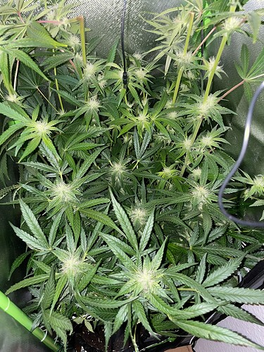 Growreport Bild 8