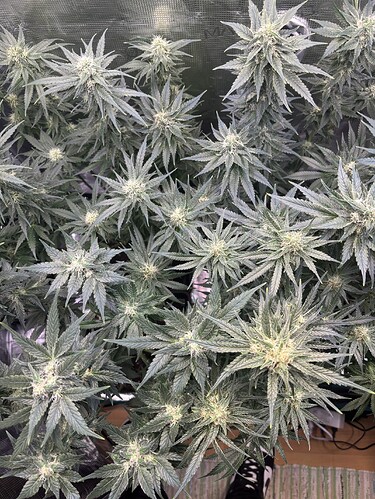 Growreport Bild 21