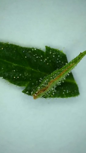 Growreport Bild 6