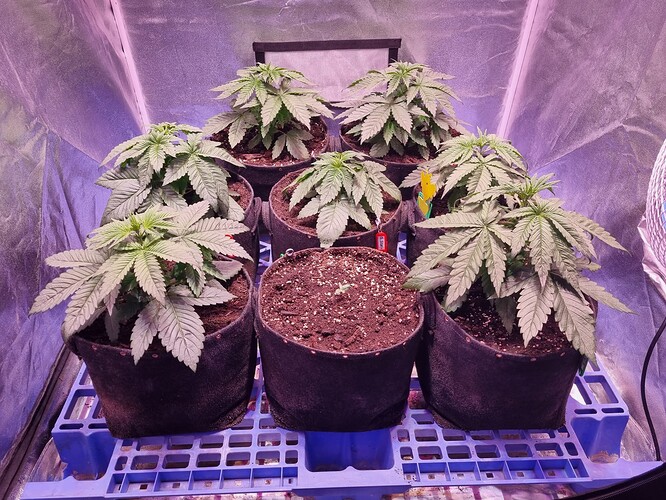 Growreport Bild 20