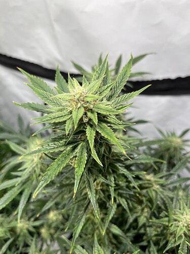 Growreport Bild 7