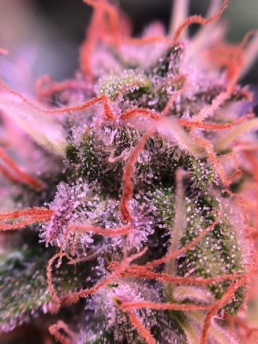 Growreport Bild 26