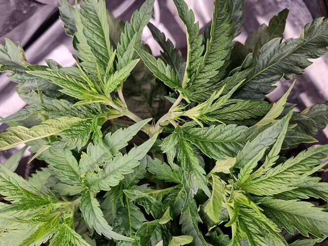 Growreport Bild 36