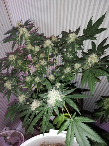 Growreport Bild 8