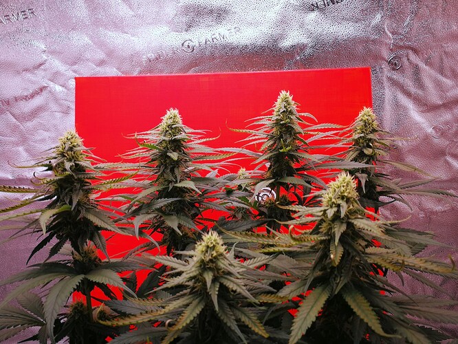 Growreport Bild 4