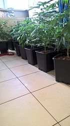 Growreport Bild 3