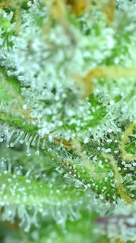 Growreport Bild 6