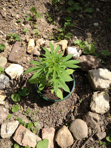 Growreport Bild 6