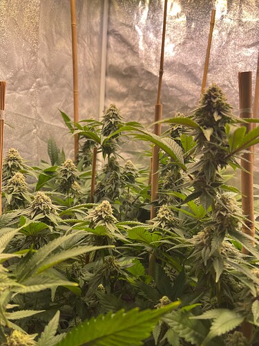 Growreport Bild 6