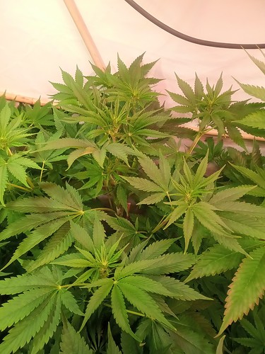 Growreport Bild 39