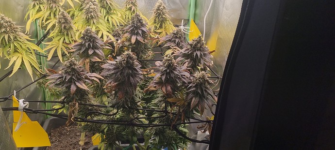 Growreport Bild 5