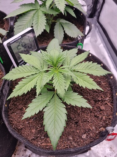 Growreport Bild 25