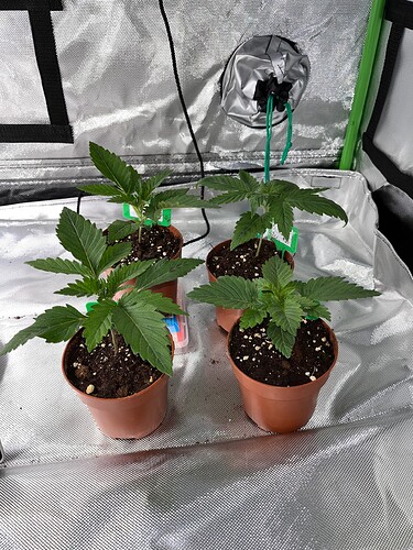 Growreport Bild 2