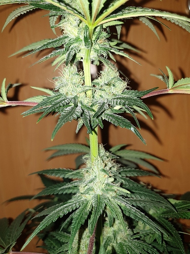 Growreport Bild 6