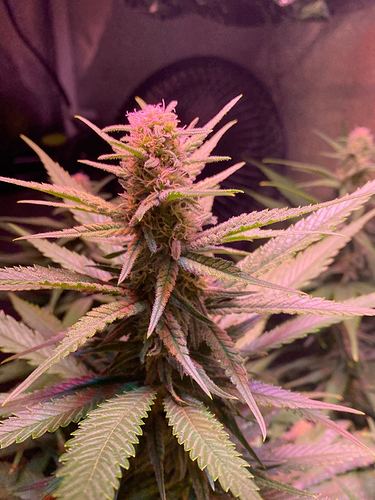 Growreport Bild 9