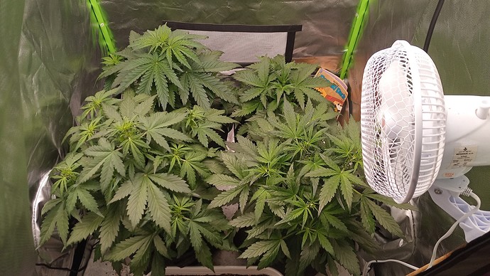 Growreport Bild 2