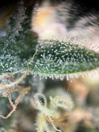 Growreport Bild 27